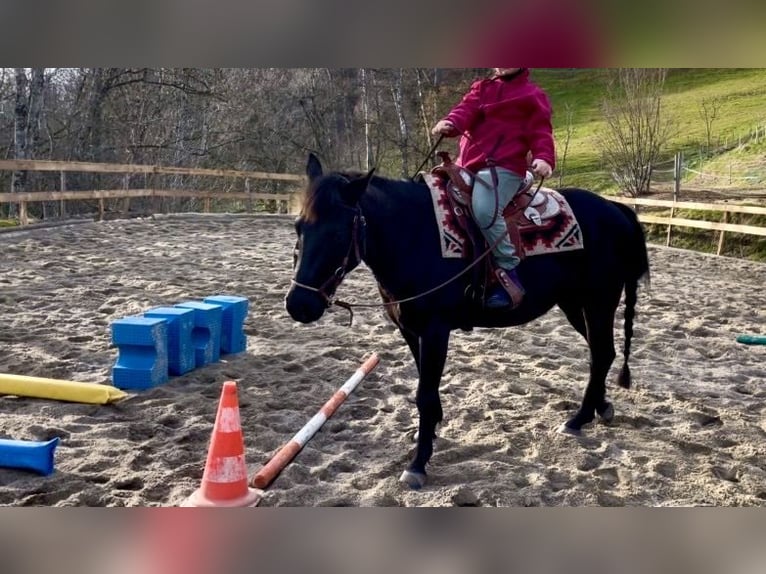 Poney des Amériques Hongre 8 Ans 141 cm Noir in Schopfheim
