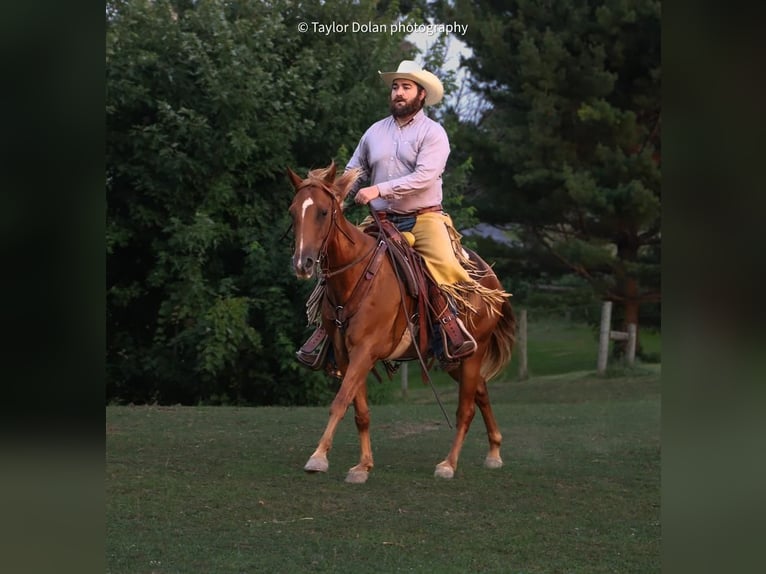 Poney des Amériques Hongre 8 Ans 147 cm Alezan cuivré in Dubuque, IA