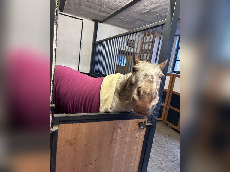 Poney des Amériques Hongre 8 Ans 154 cm  in Aken