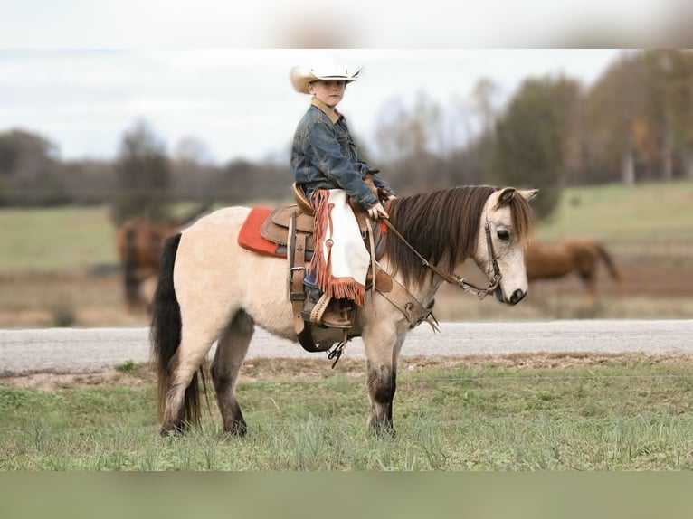 Poney des Amériques Hongre 8 Ans Buckskin in Huntland Tn