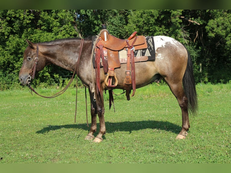 Poney des Amériques Hongre 9 Ans 147 cm Alezan brûlé in Cannon Falls, MN