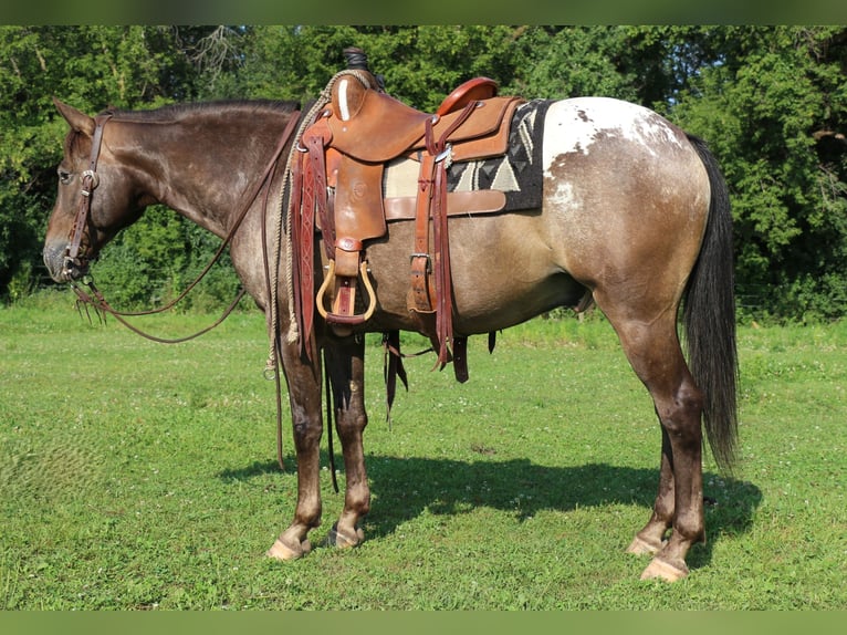 Poney des Amériques Hongre 9 Ans 147 cm Alezan brûlé in Cannon Falls, MN