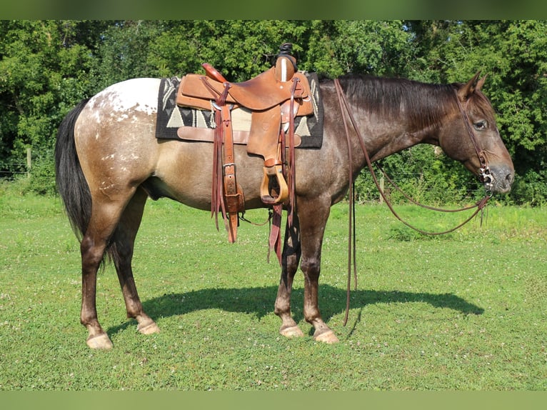 Poney des Amériques Hongre 9 Ans 147 cm Alezan brûlé in Cannon Falls, MN