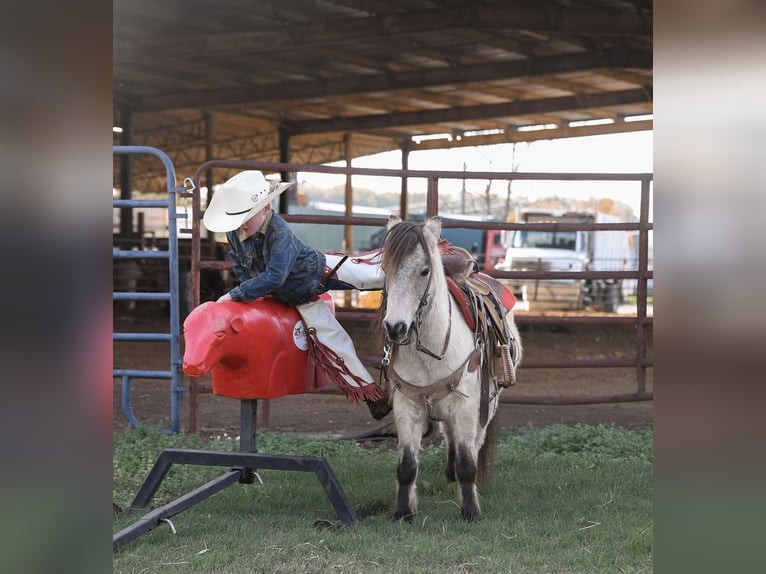 Poney des Amériques Hongre 9 Ans Buckskin in Huntland Tn