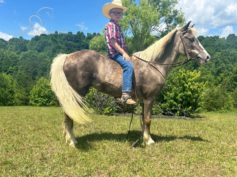 Poney des Amériques Jument 11 Ans 112 cm Blanc in Whitley City, KY