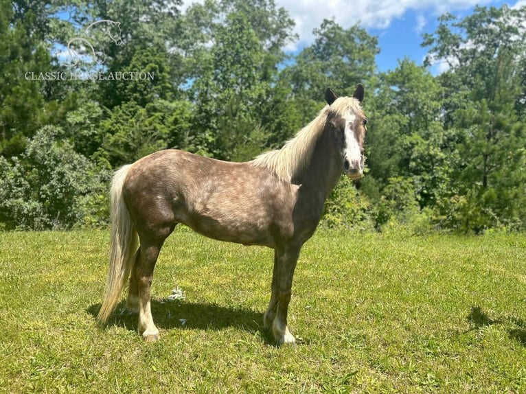 Poney des Amériques Jument 11 Ans 112 cm Blanc in Whitley City, KY