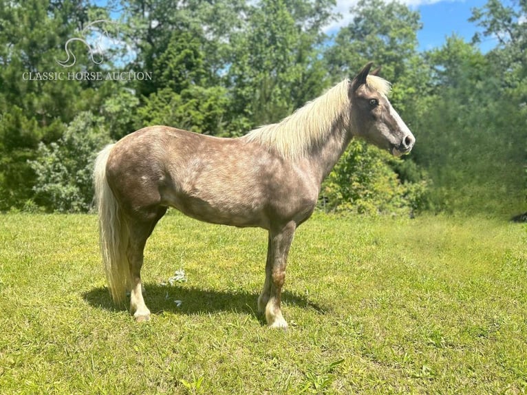 Poney des Amériques Jument 11 Ans 112 cm Blanc in Whitley City, KY