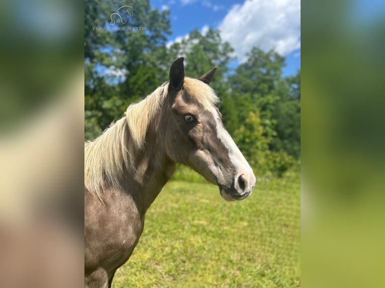 Poney des Amériques Jument 11 Ans 112 cm Blanc in Whitley City, KY