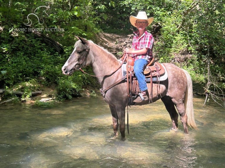 Poney des Amériques Jument 11 Ans 112 cm Blanc in Whitley City, KY