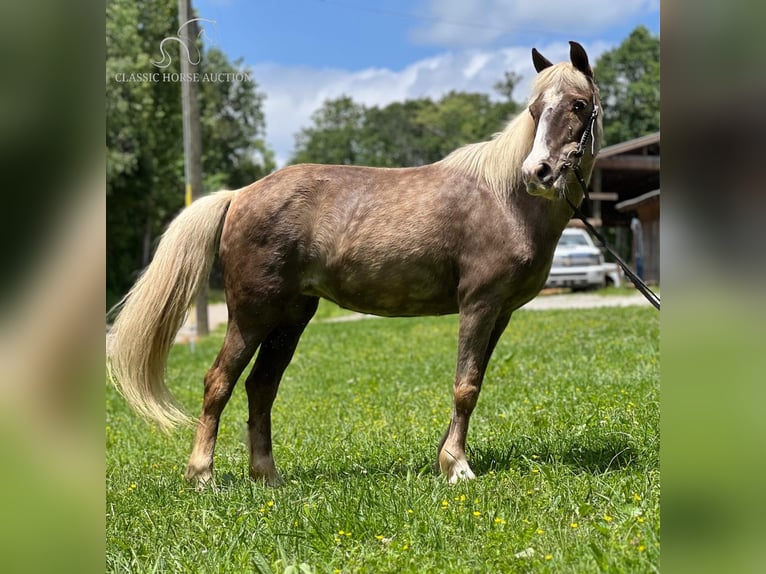 Poney des Amériques Jument 11 Ans 112 cm Blanc in Whitley City, KY