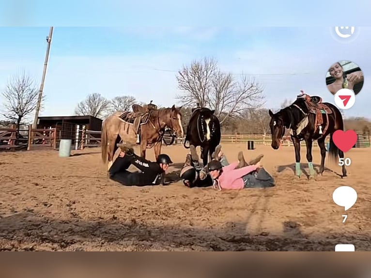 Poney des Amériques Jument 11 Ans 137 cm Noir in Isanti