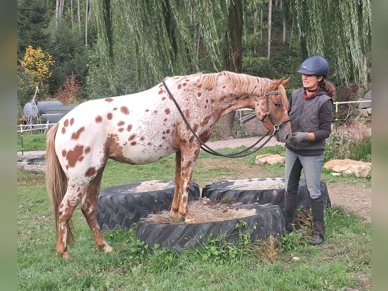 Poney des Amériques Jument 3 Ans 135 cm Léopard in Bayerbach