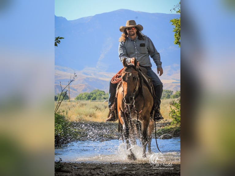 Poney des Amériques Jument 3 Ans 145 cm Isabelle in Cody WY