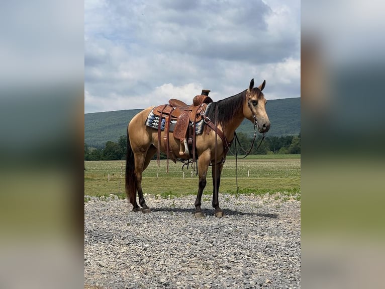 Poney des Amériques Jument 4 Ans 137 cm Buckskin in Allenwood, PA