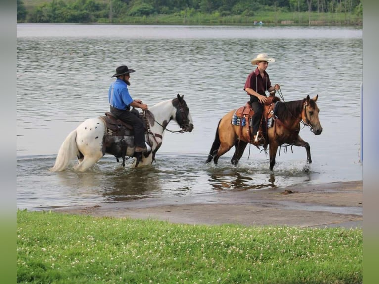 Poney des Amériques Jument 4 Ans 137 cm Buckskin in Allenwood, PA