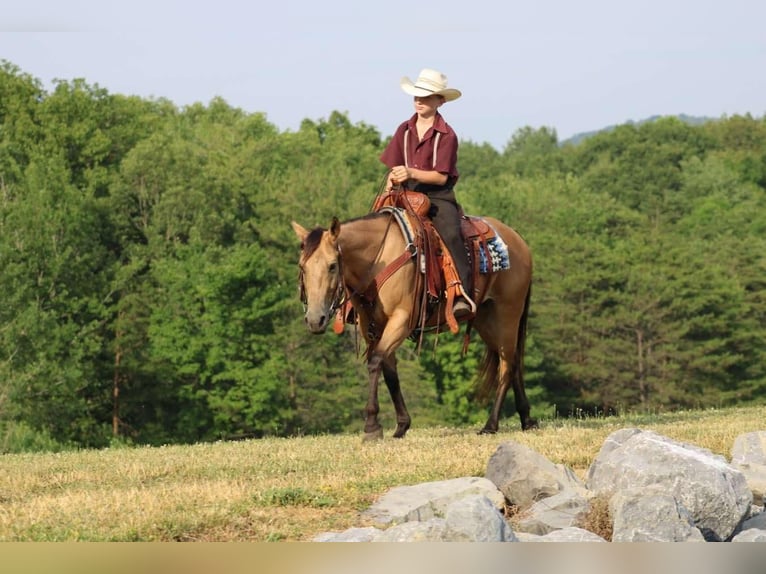 Poney des Amériques Jument 4 Ans 137 cm Buckskin in Allenwood, PA