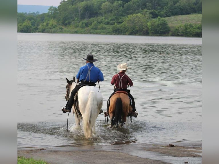 Poney des Amériques Jument 4 Ans 137 cm Buckskin in Allenwood, PA