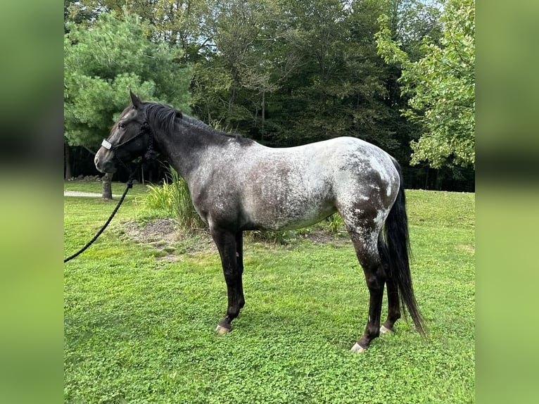 Poney des Amériques Jument 4 Ans 140 cm Noir in Granville, MA