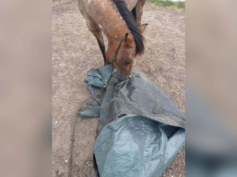 Poney des Amériques Jument 6 Ans 135 cm Bai in Weede