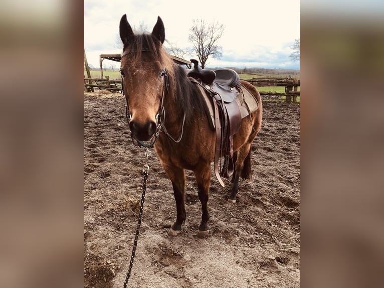 Poney des Amériques Jument 6 Ans 135 cm Bai in Weede