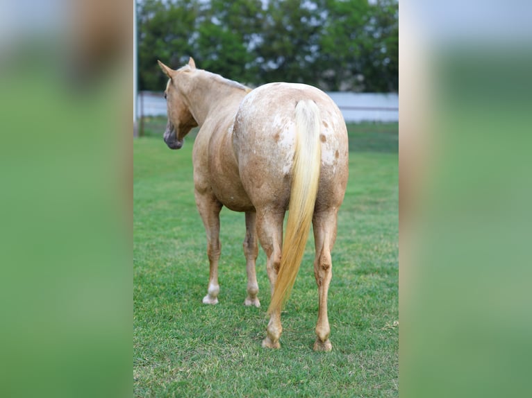 Poney des Amériques Jument 6 Ans 142 cm Palomino in Forney