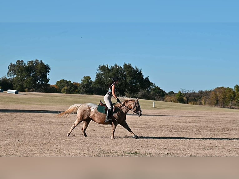 Poney des Amériques Jument 6 Ans 142 cm Palomino in Forney