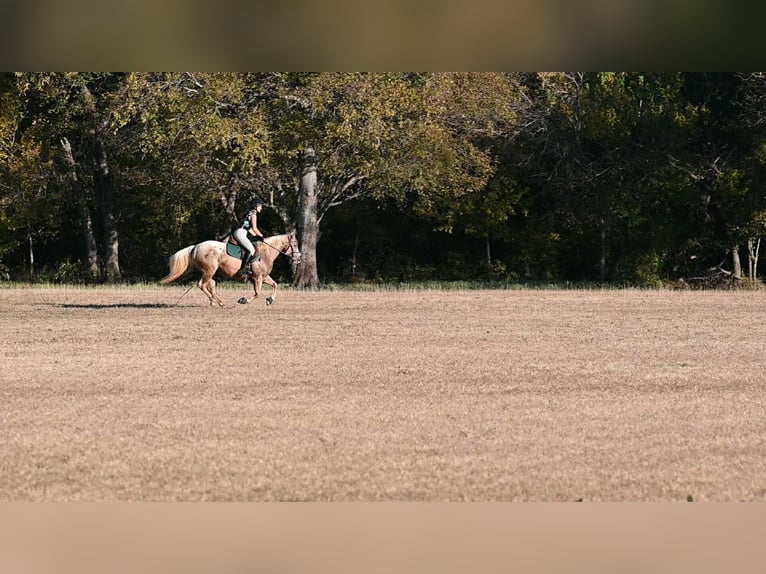 Poney des Amériques Jument 6 Ans 142 cm Palomino in Forney