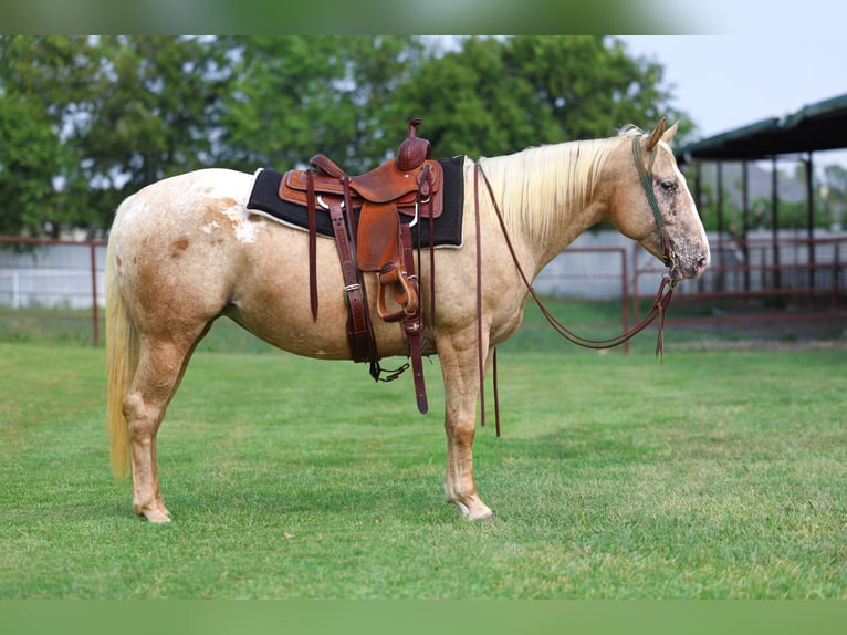Poney des Amériques Jument 6 Ans 142 cm Palomino in Forney