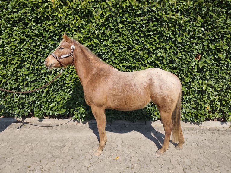 Poney des Amériques Jument 6 Ans 147 cm  in Straelen