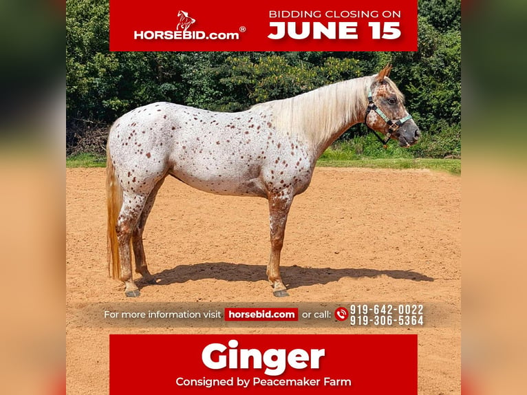 Poney des Amériques Jument 6 Ans Alezan brûlé in Pittsboro