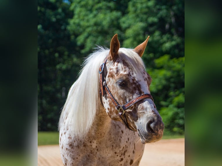 Poney des Amériques Jument 6 Ans Alezan brûlé in Pittsboro