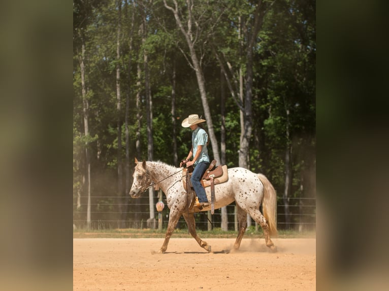 Poney des Amériques Jument 6 Ans Alezan brûlé in Pittsboro