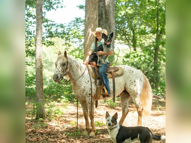Poney des Amériques Jument 6 Ans Alezan brûlé in Pittsboro