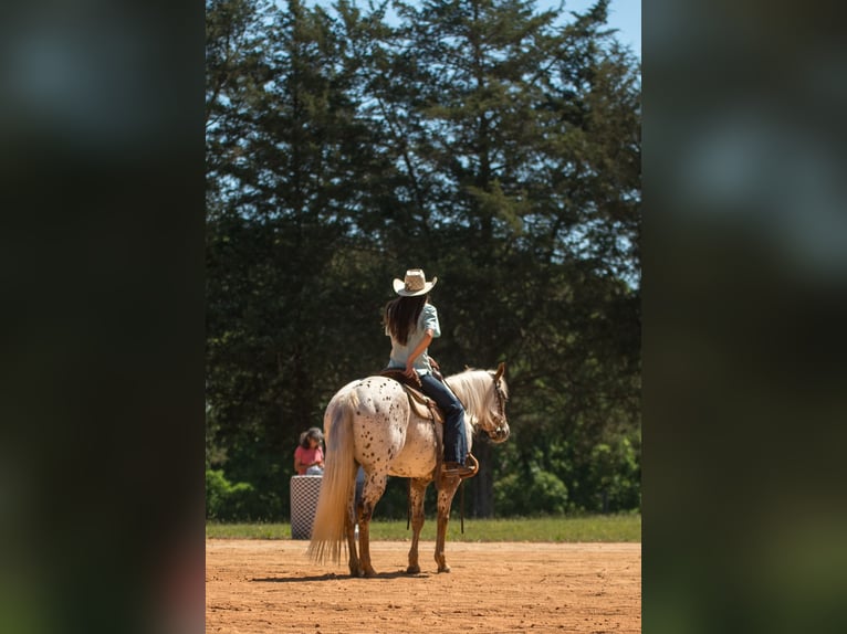 Poney des Amériques Jument 6 Ans Alezan brûlé in Pittsboro