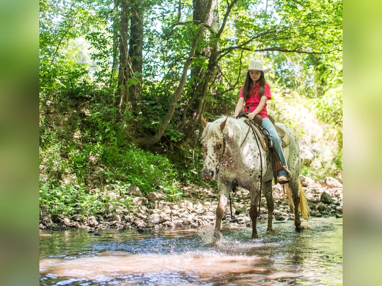 Poney des Amériques Jument 6 Ans Alezan brûlé in Pittsboro