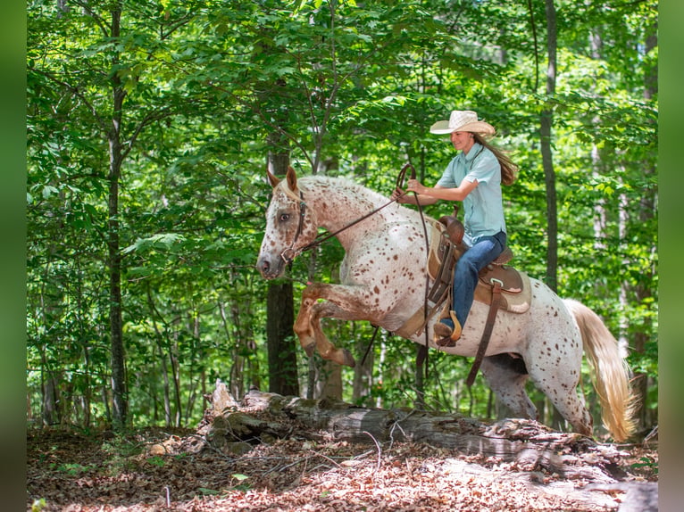 Poney des Amériques Jument 6 Ans Alezan brûlé in Pittsboro
