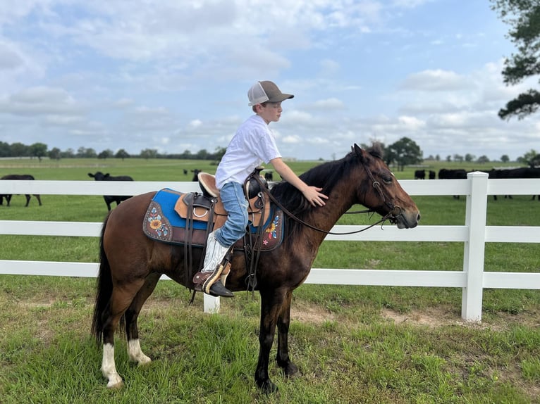 Poney des Amériques Jument 7 Ans 127 cm Bai cerise in Fairfield TX