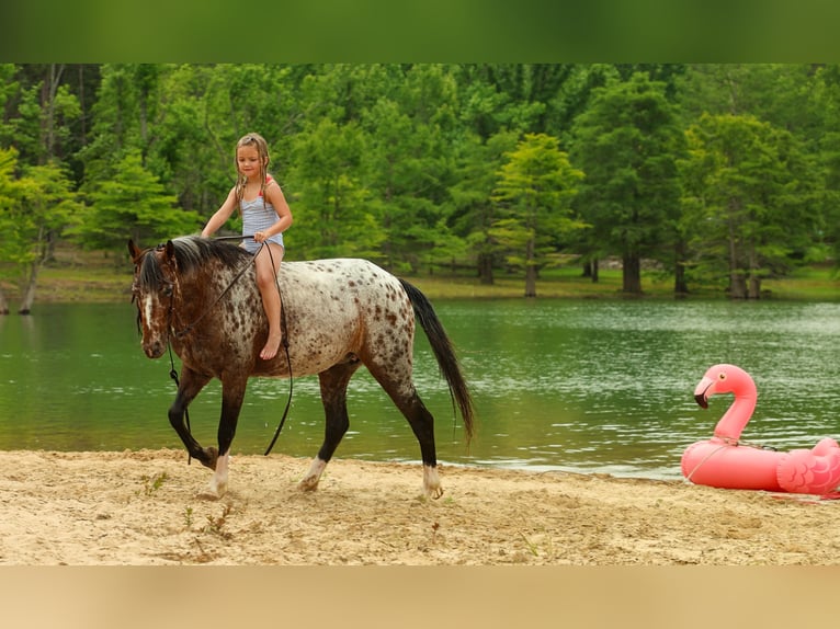 Poney des Amériques Jument 8 Ans Alezan brûlé in Quitman