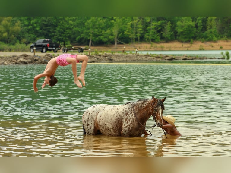 Poney des Amériques Jument 8 Ans Alezan brûlé in Quitman