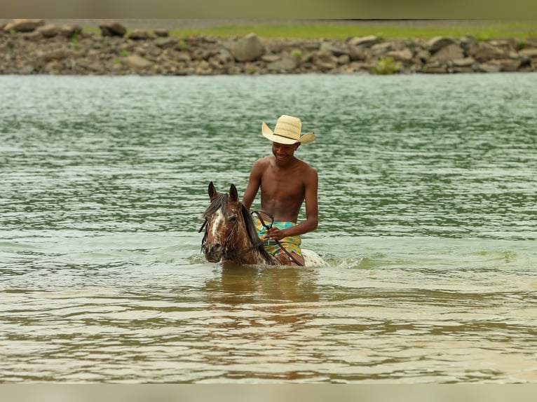 Poney des Amériques Jument 8 Ans Alezan brûlé in Quitman