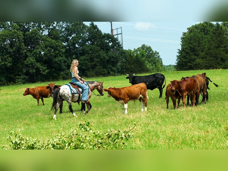 Poney des Amériques Jument 8 Ans Alezan brûlé in Quitman