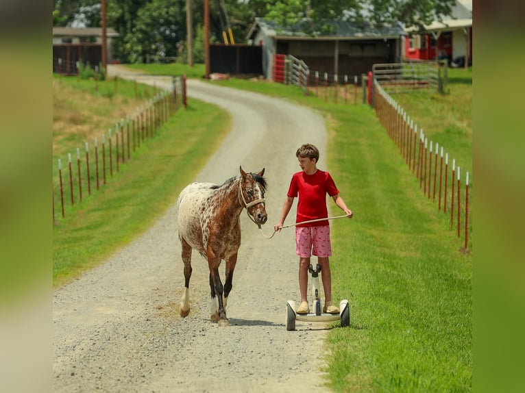 Poney des Amériques Jument 8 Ans Alezan brûlé in Quitman