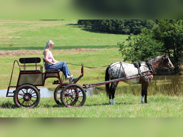 Poney des Amériques Jument 8 Ans Alezan brûlé in Quitman