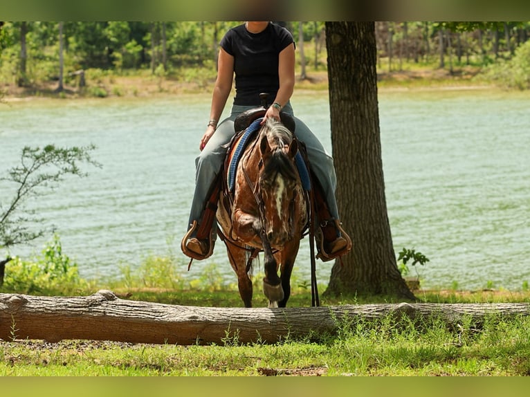 Poney des Amériques Jument 8 Ans Alezan brûlé in Quitman