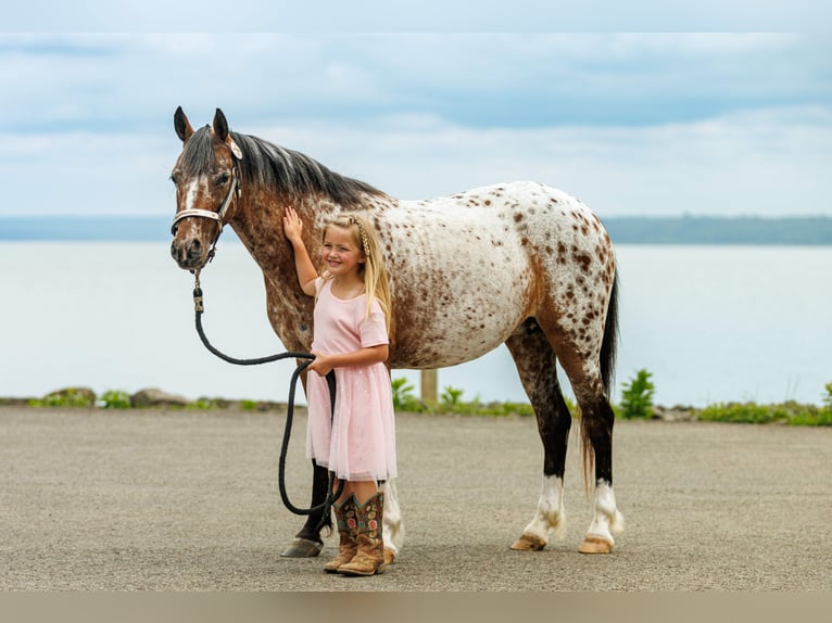 Poney des Amériques Jument 8 Ans Alezan brûlé in Quitman