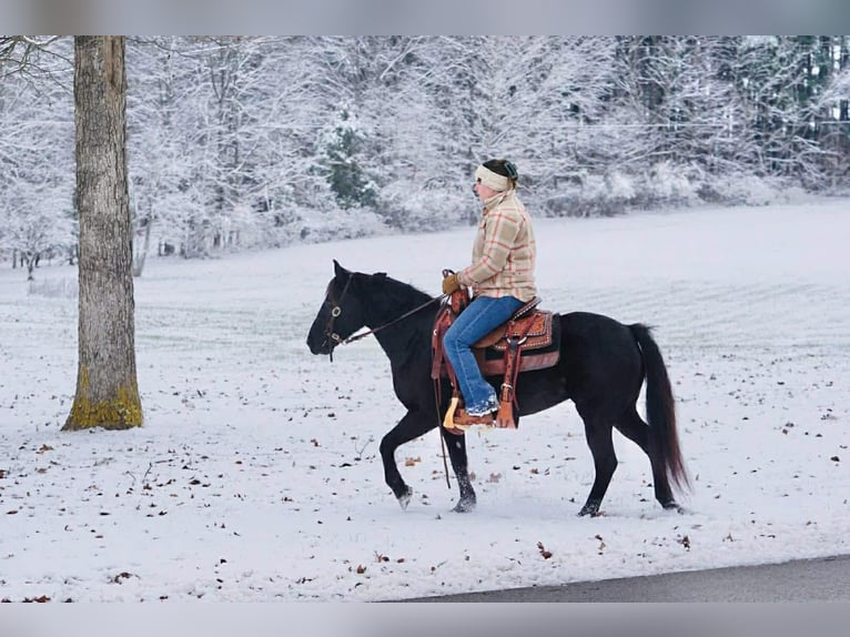 Poney des Amériques Jument 9 Ans 135 cm Noir in Rineyville, KY