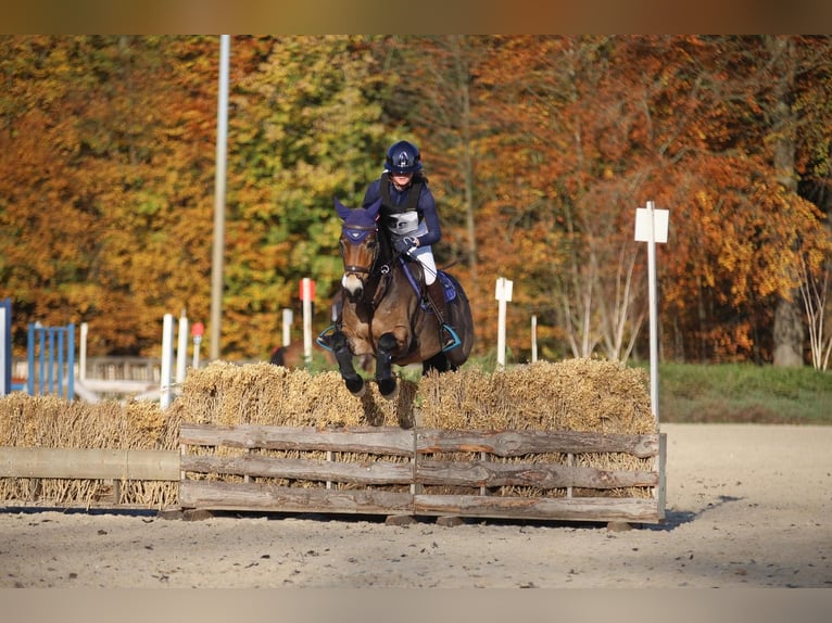 Poney Exmoor Hongre 12 Ans 136 cm Bai in Eemnes