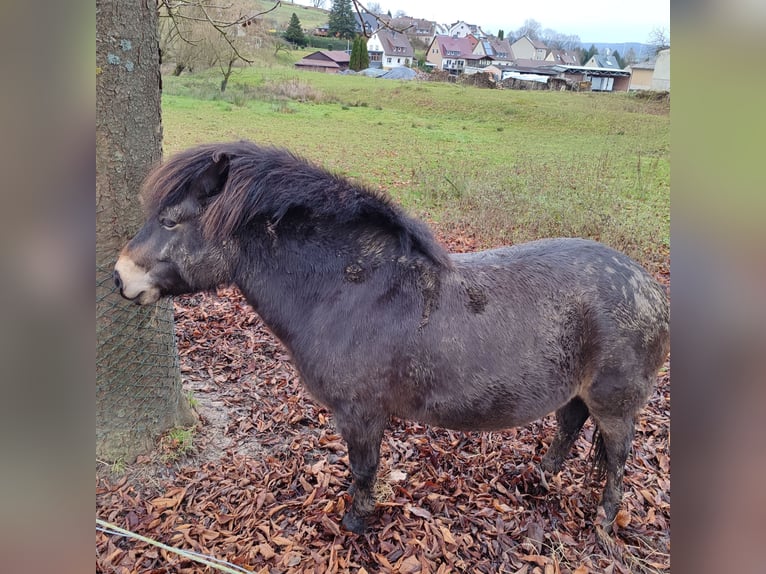 Poney Exmoor Hongre 8 Ans 130 cm Bai in Uslar