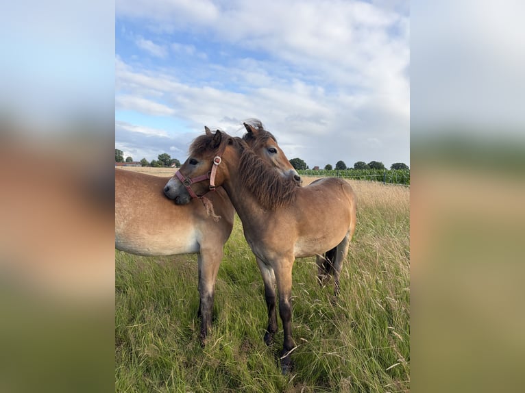Poney Exmoor Jument 1 Année 120 cm Bai in Varel