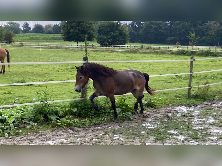 Poney Exmoor Jument 5 Ans 134 cm Bai in Verden (Aller)